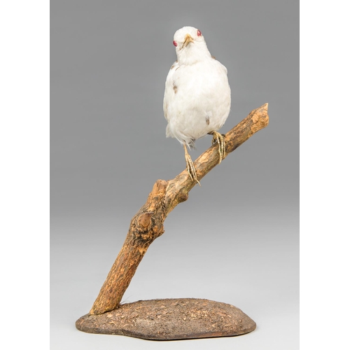 60 - ROWLAND WARD, AN EARLY 20TH CENTURY TAXIDERMY ALBINO THRUSH.
Rare museum-type mount by Rowland Ward ... 