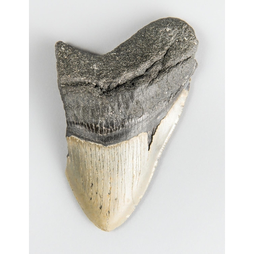 72 - A NORTH AMERICAN MEGALODON SHARK TOOTH, 15 MILLION YEARS, SOUTH CAROLINA, USA.
(11.6 cm)