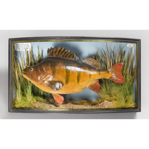 73 - A.J. HALL, A CAST PERCH MOUNTED IN A BOW FRONTED GLAZED CASE WITH A NATURALISTIC SETTING.
Plaque ins... 