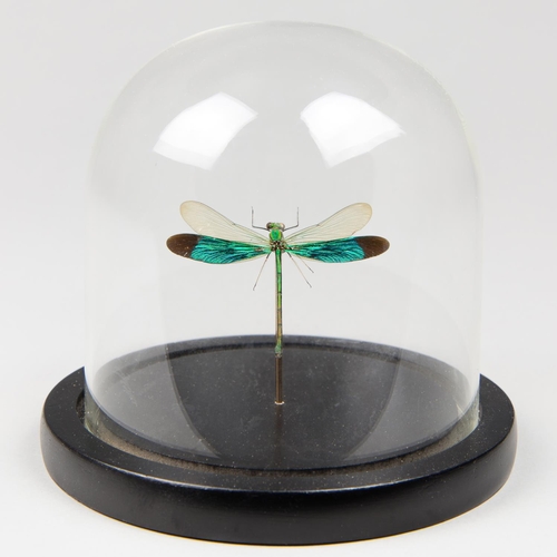 8 - A GREEN DAMSELFLY UNDER GLASS DOME
(h 13.5cm x w 13.5cm x d 13.5cm)