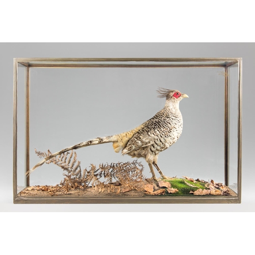 9 - ROWLAND WARD, AN EARLY 20TH CENTURY TAXIDERMY CHEER PHEASANT.
Rare and unusual Cheer Pheasant (Catre... 