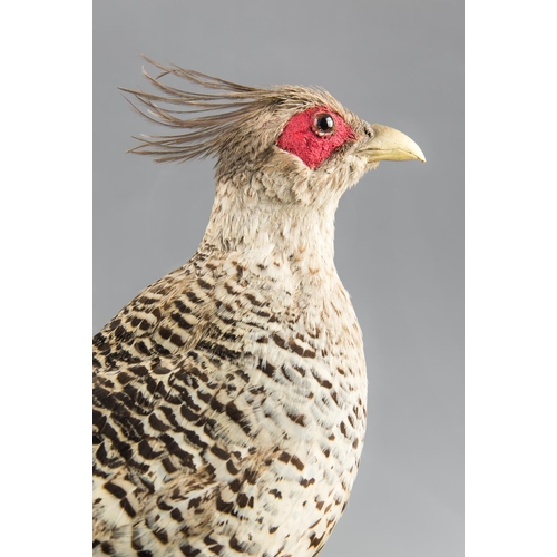 9 - ROWLAND WARD, AN EARLY 20TH CENTURY TAXIDERMY CHEER PHEASANT.
Rare and unusual Cheer Pheasant (Catre... 