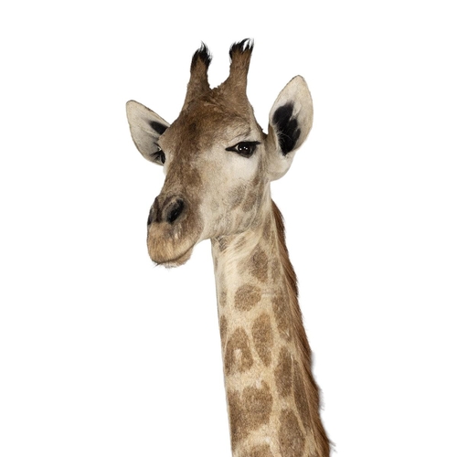 100 - A LARGE AND IMPRESSIVE LATE 20TH CENTURY TAXIDERMY FULL MOUNT GIRAFFE
(h 380cm x w 50cm x d 165cm)