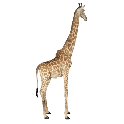 100 - A LARGE AND IMPRESSIVE LATE 20TH CENTURY TAXIDERMY FULL MOUNT GIRAFFE
(h 380cm x w 50cm x d 165cm)