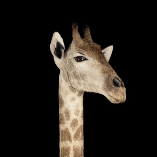 100 - A LARGE AND IMPRESSIVE LATE 20TH CENTURY TAXIDERMY FULL MOUNT GIRAFFE
(h 380cm x w 50cm x d 165cm)