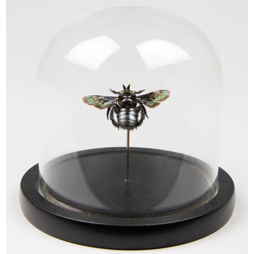 113 - A TROPICAL CARPENTER BEE UNDER GLASS DOME
(h 13.5cm x w 13.5cm x d 13.5cm)