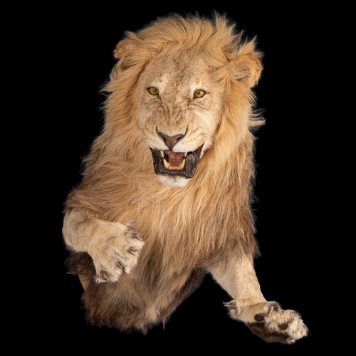 136 - A MAGNIFICENT LATE 20TH CENTURY HALF MOUNT TAXIDERMY AFRICAN LION
(h 110cm x w 75cm x d 110cm)