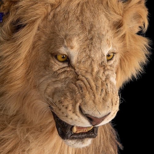 136 - A MAGNIFICENT LATE 20TH CENTURY HALF MOUNT TAXIDERMY AFRICAN LION
(h 110cm x w 75cm x d 110cm)