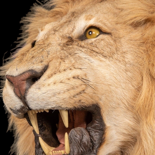 136 - A MAGNIFICENT LATE 20TH CENTURY HALF MOUNT TAXIDERMY AFRICAN LION
(h 110cm x w 75cm x d 110cm)