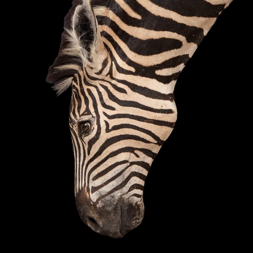 141 - A LATE 20TH CENTURY FULL MOUNT TAXIDERMY STUDY OF A GRAZING BURCHELL'S ZEBRA
(h 125cm x w 205cm x d ... 