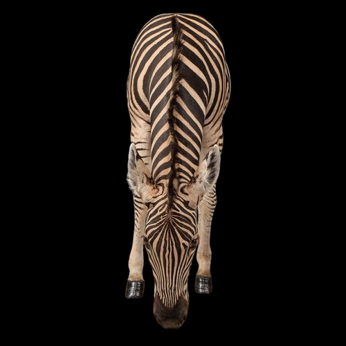 141 - A LATE 20TH CENTURY FULL MOUNT TAXIDERMY STUDY OF A GRAZING BURCHELL'S ZEBRA
(h 125cm x w 205cm x d ... 