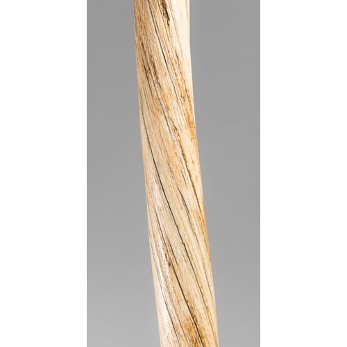 145 - A MONUMENTAL LATE 19TH CENTURY NARWHAL TUSK.
With custom stand. The tusk 189cm long, 6cm diameter at... 