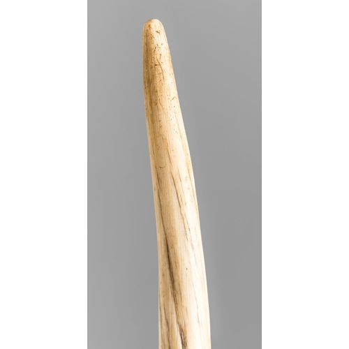 145 - A MONUMENTAL LATE 19TH CENTURY NARWHAL TUSK.
With custom stand. The tusk 189cm long, 6cm diameter at... 