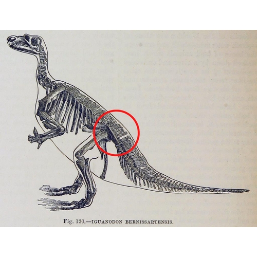 146 - A MUSEUM QUALITY IGUANODON SACRUM, 125-130 MILLION YEARS, BRIGHSTONE BAY, ISLE OF WIGHT (WESSEX FORM... 