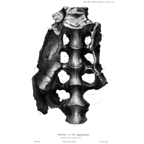 146 - A MUSEUM QUALITY IGUANODON SACRUM, 125-130 MILLION YEARS, BRIGHSTONE BAY, ISLE OF WIGHT (WESSEX FORM... 