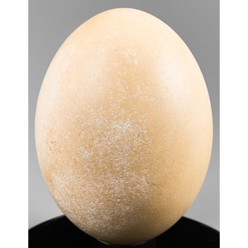 147 - A PRE-17TH CENTURY COMPLETE ELEPHANT BIRD EGG UNDER GLASS DOME, MADAGASCAR.
An extremely rare elepha... 