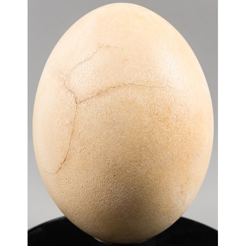 147 - A PRE-17TH CENTURY COMPLETE ELEPHANT BIRD EGG UNDER GLASS DOME, MADAGASCAR.
An extremely rare elepha... 