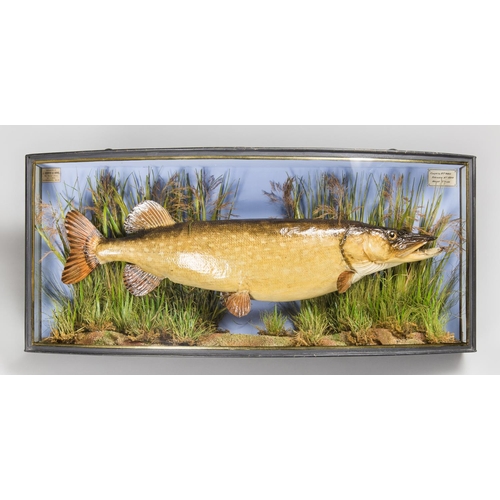 15 - J COOPER & SONS, A LATE 19TH CENTURY TAXIDERMY PIKE IN A BOW FRONTED GLAZED CASE WITH A NATURALISTIC... 