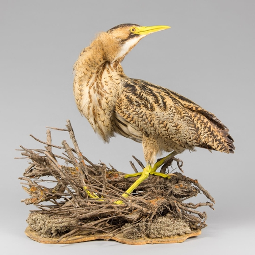 79 - A LATE 19TH CENTURY TAXIDERMY BITTERN UPON A NATURALISTIC BASE.
Provenance: The James Harrison Colle... 