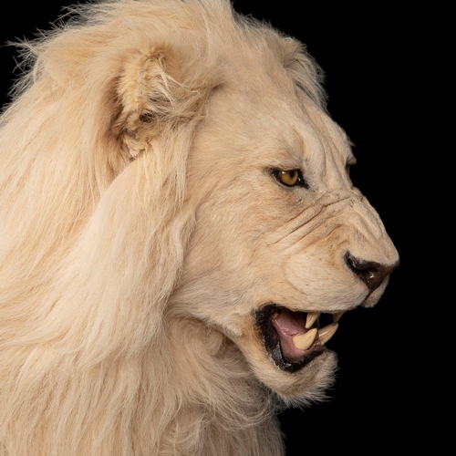 80 - A MAGNIFICENT LATE 20TH CENTURY TAXIDERMY STUDY OF A WHITE MALE LION IN A MAJESTIC SITTING POSE
(h 1... 