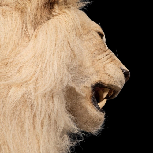 80 - A MAGNIFICENT LATE 20TH CENTURY TAXIDERMY STUDY OF A WHITE MALE LION IN A MAJESTIC SITTING POSE
(h 1... 