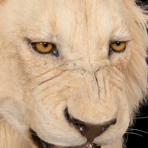 80 - A MAGNIFICENT LATE 20TH CENTURY TAXIDERMY STUDY OF A WHITE MALE LION IN A MAJESTIC SITTING POSE
(h 1... 