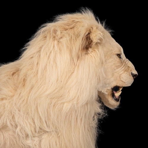 80 - A MAGNIFICENT LATE 20TH CENTURY TAXIDERMY STUDY OF A WHITE MALE LION IN A MAJESTIC SITTING POSE
(h 1... 