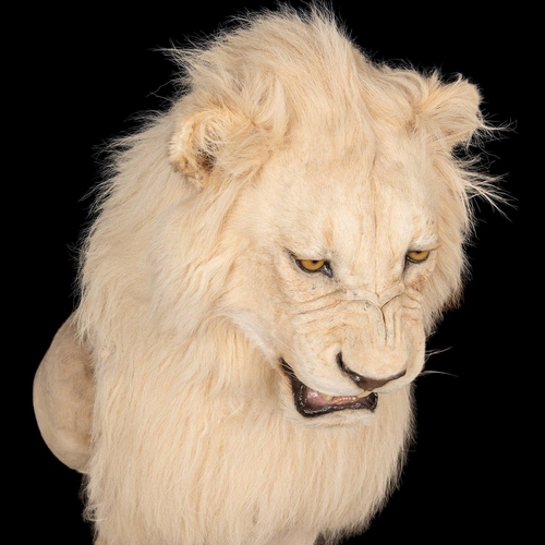 80 - A MAGNIFICENT LATE 20TH CENTURY TAXIDERMY STUDY OF A WHITE MALE LION IN A MAJESTIC SITTING POSE
(h 1... 