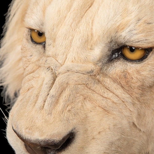 80 - A MAGNIFICENT LATE 20TH CENTURY TAXIDERMY STUDY OF A WHITE MALE LION IN A MAJESTIC SITTING POSE
(h 1... 