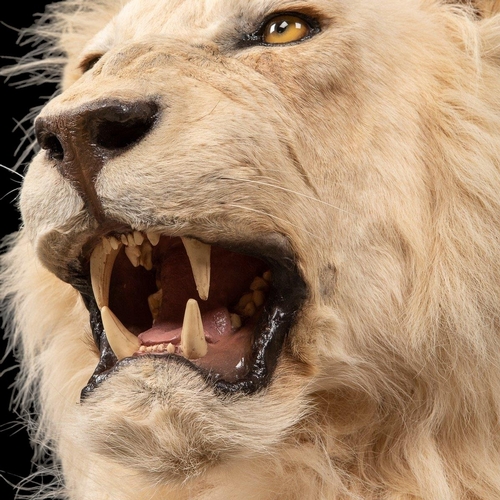 80 - A MAGNIFICENT LATE 20TH CENTURY TAXIDERMY STUDY OF A WHITE MALE LION IN A MAJESTIC SITTING POSE
(h 1... 