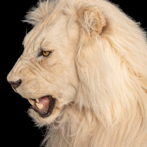 80 - A MAGNIFICENT LATE 20TH CENTURY TAXIDERMY STUDY OF A WHITE MALE LION IN A MAJESTIC SITTING POSE
(h 1... 