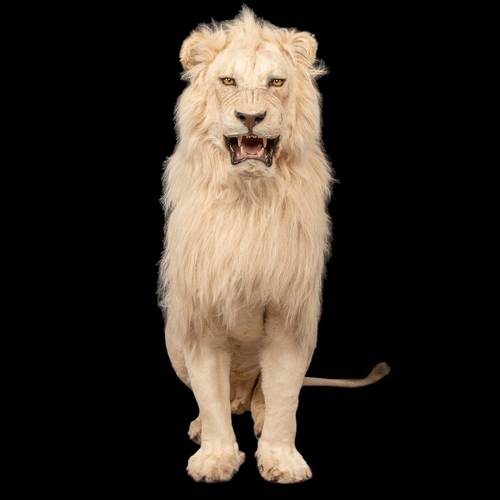 80 - A MAGNIFICENT LATE 20TH CENTURY TAXIDERMY STUDY OF A WHITE MALE LION IN A MAJESTIC SITTING POSE
(h 1... 