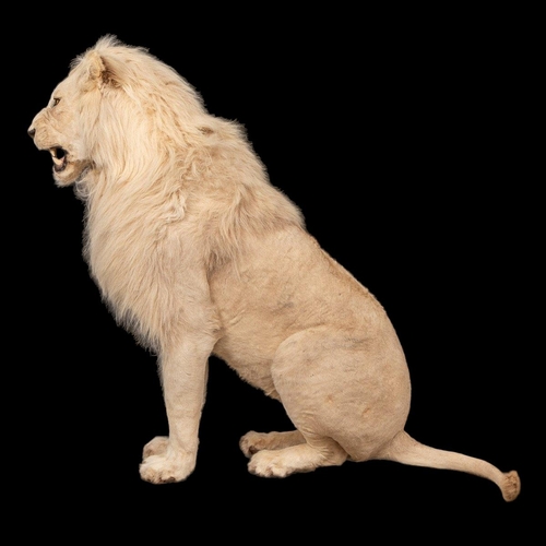 80 - A MAGNIFICENT LATE 20TH CENTURY TAXIDERMY STUDY OF A WHITE MALE LION IN A MAJESTIC SITTING POSE
(h 1... 