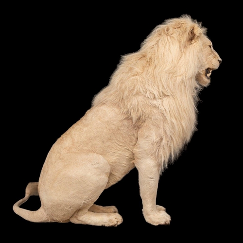 80 - A MAGNIFICENT LATE 20TH CENTURY TAXIDERMY STUDY OF A WHITE MALE LION IN A MAJESTIC SITTING POSE
(h 1... 