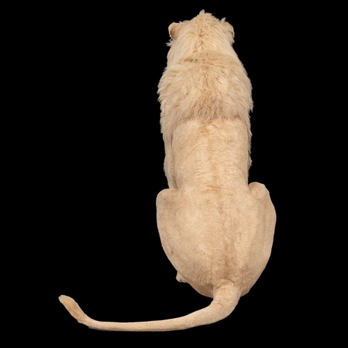 80 - A MAGNIFICENT LATE 20TH CENTURY TAXIDERMY STUDY OF A WHITE MALE LION IN A MAJESTIC SITTING POSE
(h 1... 