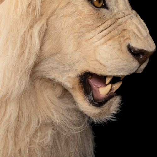 80 - A MAGNIFICENT LATE 20TH CENTURY TAXIDERMY STUDY OF A WHITE MALE LION IN A MAJESTIC SITTING POSE
(h 1... 