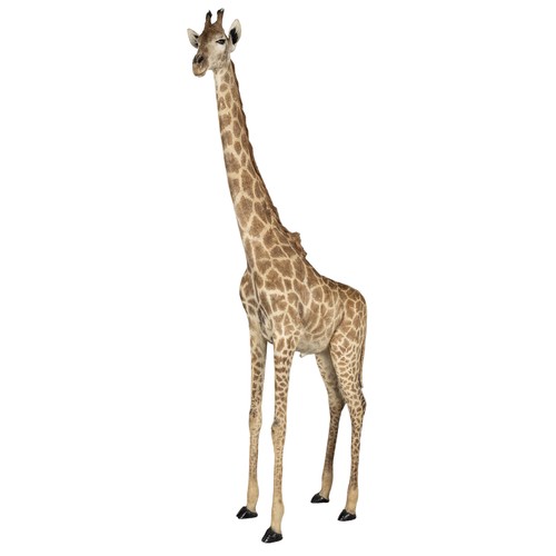 100 - A LARGE AND IMPRESSIVE LATE 20TH CENTURY TAXIDERMY FULL MOUNT GIRAFFE
(h 380cm x w 50cm x d 165cm)