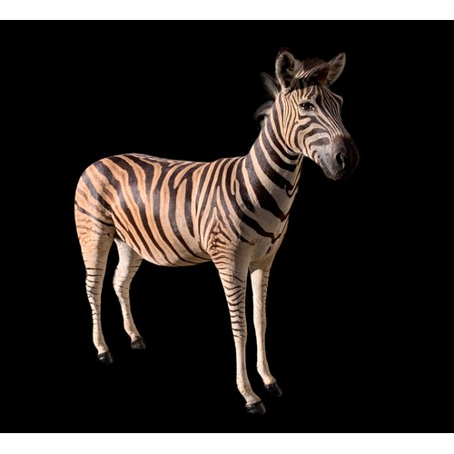 40 - A LATE 20TH CENTURY TAXIDERMY BURCHELL'S ZEBRA FULL MOUNT.
(h 161cm x w 202cm x d 50cm)