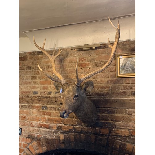 90 - ROWLAND WARD, A RARE LATE 19TH/EARLY 20TH CENTURY TAXIDERMY BARASINGHA MOUNTED HEAD.
The Barasingha ... 