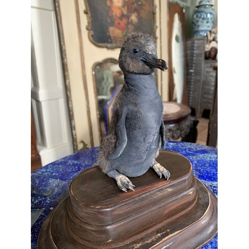 52 - A RARE AND UNUSUAL EARLY 20TH CENTURY TAXIDERMY BABY JACKASS PENGUIN UNDER DOME.
Bearing newborn fea... 