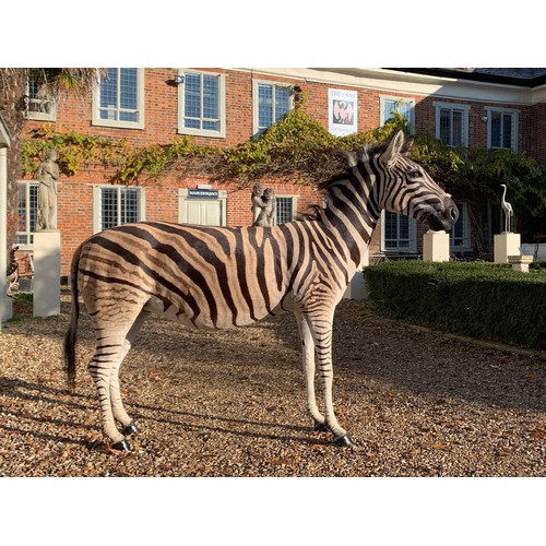 40 - A LATE 20TH CENTURY TAXIDERMY BURCHELL'S ZEBRA FULL MOUNT.
(h 161cm x w 202cm x d 50cm)