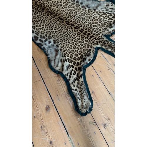 1 - AN EARLY 20TH CENTURY TAXIDERMY INDIAN LEOPARD SKIN RUG.
With original rings for wall hanging.
(l 25... 