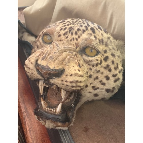 1 - AN EARLY 20TH CENTURY TAXIDERMY INDIAN LEOPARD SKIN RUG.
With original rings for wall hanging.
(l 25... 