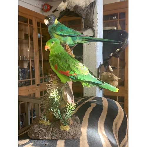 94 - A 20TH CENTURY TAXIDERMY PAIR OF PARROTS UPON A NATURALISTIC BASE, COMPRISING OF A RED-WINGED PARROT... 