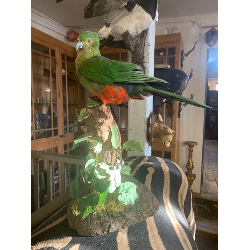 116 - A 20TH CENTURY TAXIDERMY AUSTRALIAN KING PARROT (FEMALE) UPON A NATURALISTIC BASE
(h 44cm x w 39cm x... 