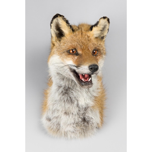 794 - A MODERN TAXIDERMY FOX MASK (VULPES VULPES).
(h 28cm x w 16cm x d 23.5cm)