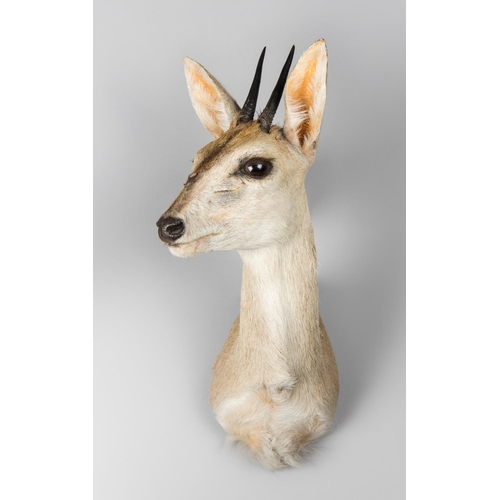 795 - A LATE 20TH CENTURY TAXIDERMY RED FOREST DUIKER SHOULDER MOUNT (CEPHALOPHUS NATALENSIS).
(h 48cm x w... 