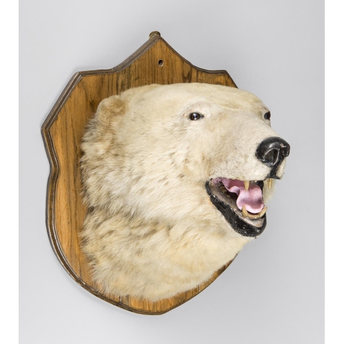 798 - A MID/LATE 20TH CENTURY TAXIDERMY POLAR BEAR HEAD (URSUS MARITIMUS).
Mounted upon a later oak shield... 