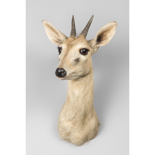 799 - A LATE 20TH CENTURY TAXIDERMY COMMON GREY DUIKER SHOULDER MOUNT (SYLVICAPRA GRIMMIA CAFFRA).
(h 40cm... 