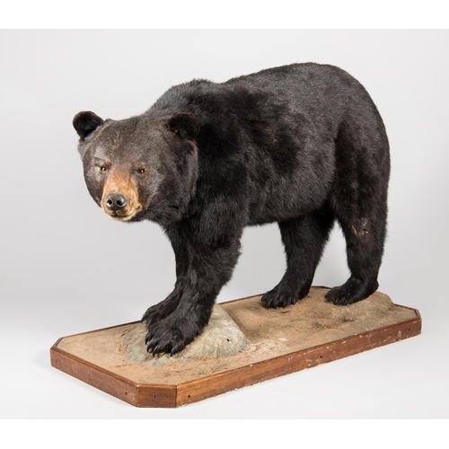 800 - A LATE 20TH CENTURY TAXIDERMY FULL MOUNT BLACK BEAR UPON A NATURALISTIC PLINTH (URSUS AMERICANUS).
(... 